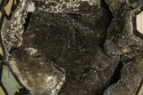 Septarian Dragon Egg Geode - Black Crystals #107182-1